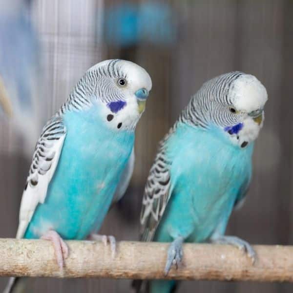 2 parakeets 2 parakeets.