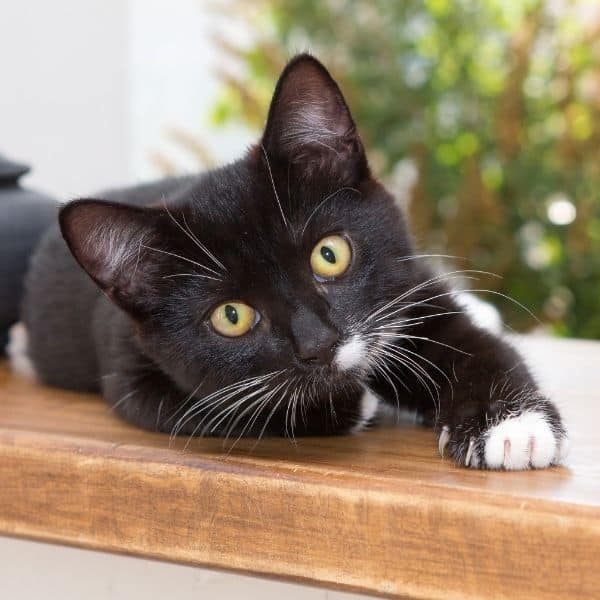 black and white cat black and white cat.