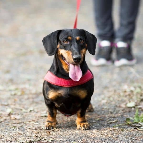 dachshund dachshund.