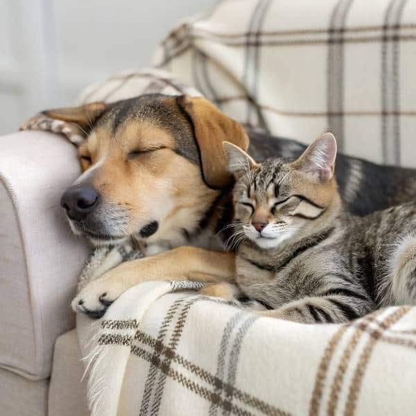 dog and cat.