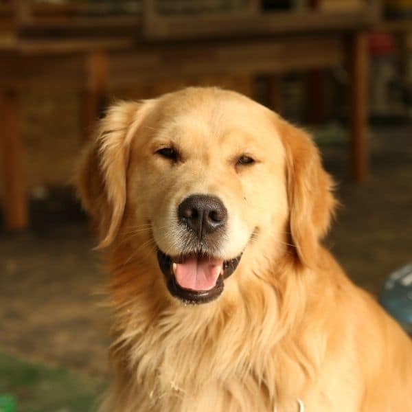 golden retriever golden retriever.