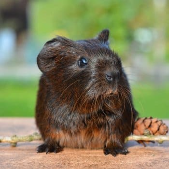 guinea pig.