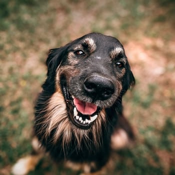 happy dog happy dog.