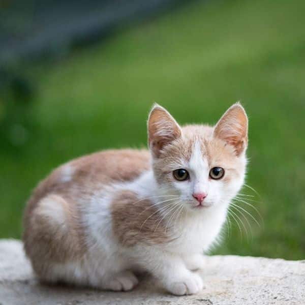 kitten.