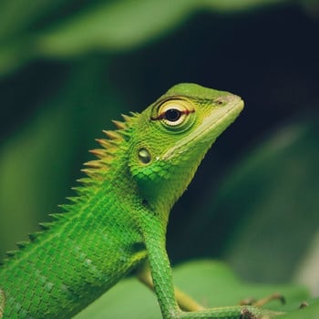 pet lizard.
