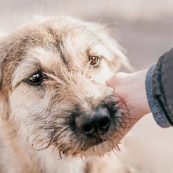 scruffy dog