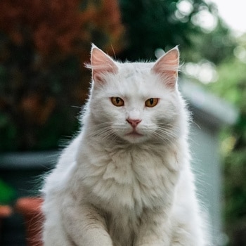 white cat white cat.