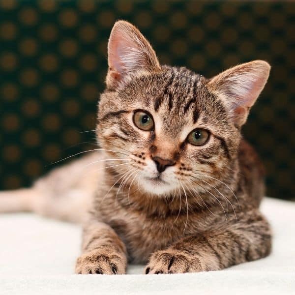 young cat young cat.